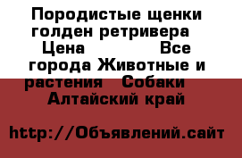 Породистые щенки голден ретривера › Цена ­ 25 000 - Все города Животные и растения » Собаки   . Алтайский край